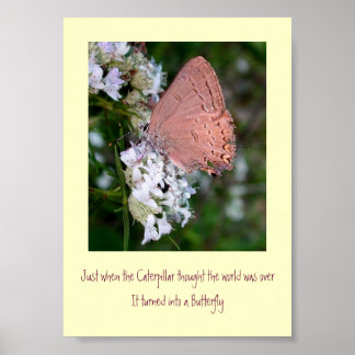 Poster de borboleta