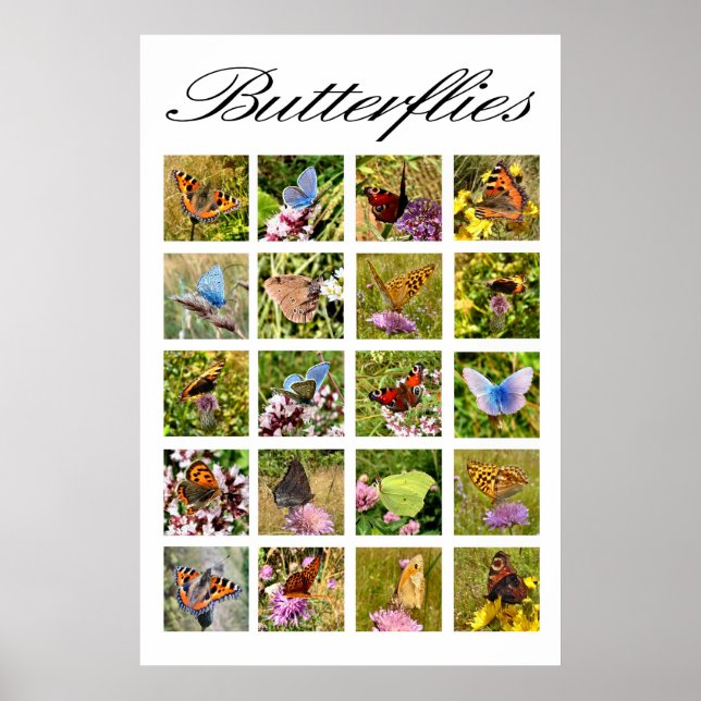 Poster de borboleta (Frente)