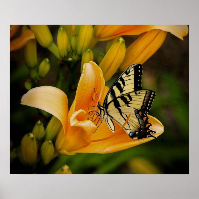 Poster de borboleta (Frente)