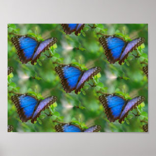 Poster de Borboleta Azul