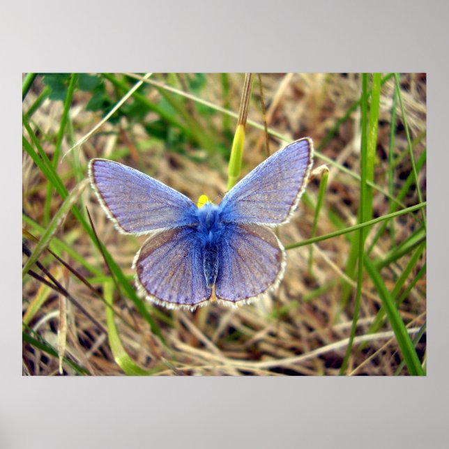Poster de Borboleta Azul Comum (Frente)