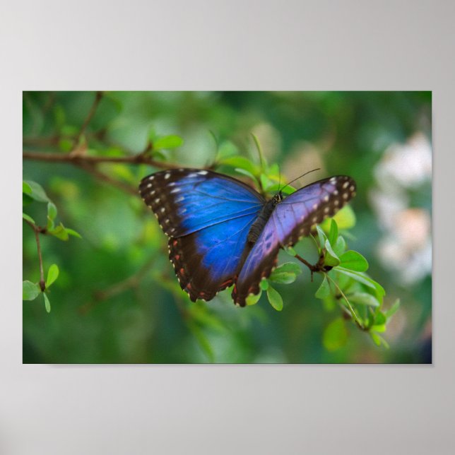 Poster de Borboleta Azul Morpho (Frente)