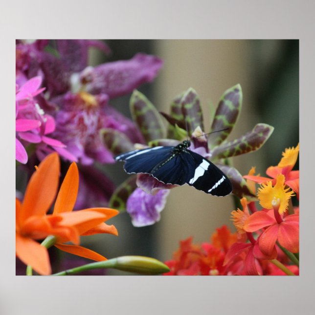 Poster de Borboleta Azul Tropical (Frente)