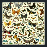 Poster de Borboleta Colossal<br><div class="desc">A cor de fundo pode ser alterada. Torne-o branco ou qualquer cor pastel leve para um bom efeito.</div>