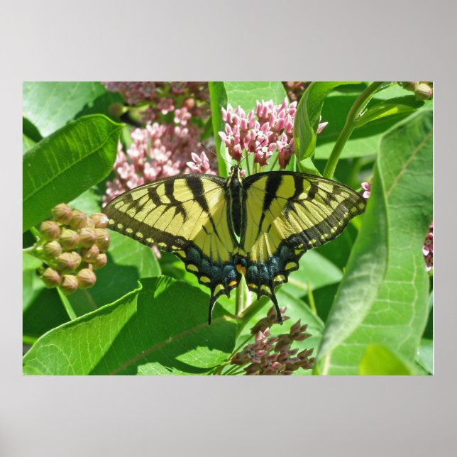 Poster de borboleta-de-cauda-redonda-do-leste femi (Frente)