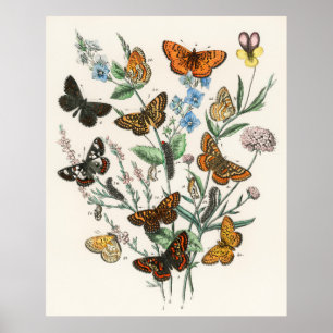 poster de borboleta linda - Arte de safra