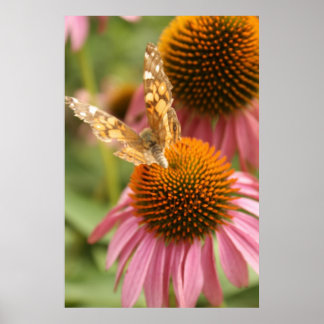 Poster de Borboleta Monarca