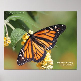 Poster de Borboleta Monarca