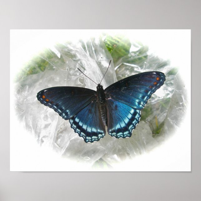 Poster de borboleta púrpura vermelha (Frente)