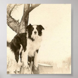 Poster de border collie do vintage