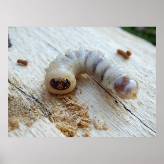 Poster de Bordo com Cabeça Redonda (Frente)