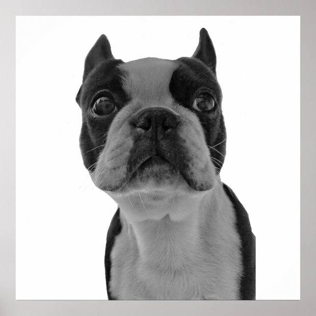 Poster de Boston Terrier (Frente)