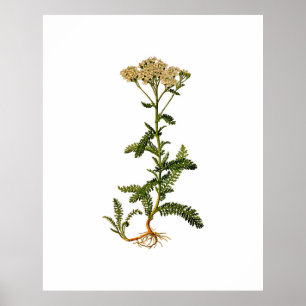 Poster de Botânica de Flor Herb Vintage