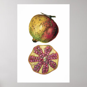 POSTER de botânica de fruta POMEGRANATO