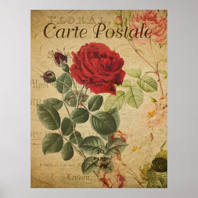 Poster de Botânica Vintage - Rosa de Cartão Postal (Frente)