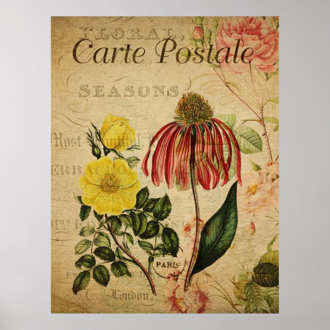 Poster de Botânica Vintage - Rudbeckia (Frente)