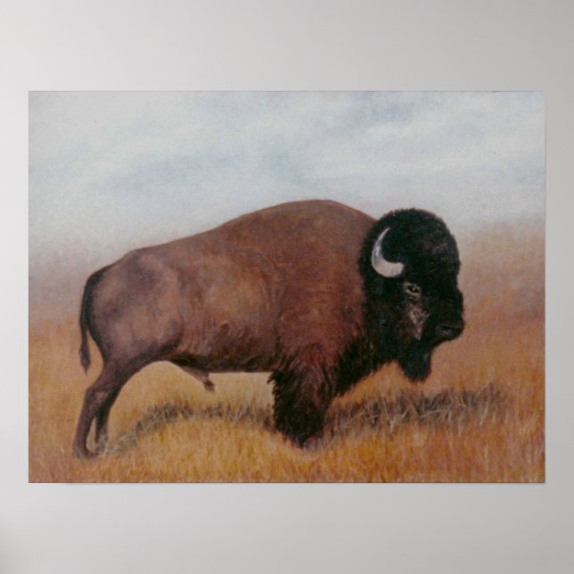 Poster de Buffalo (Frente)