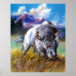 Poster de Buffalo Branco