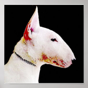 Poster de bull terrier do inglês