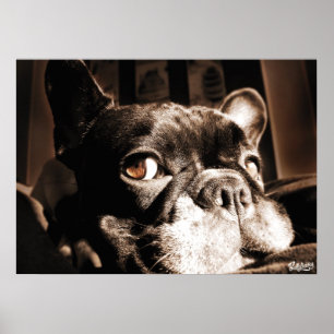 Poster de bulldog Francês by Bullylicious