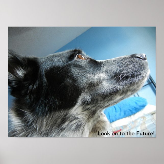 Poster de cabeçalho azul (Frente)