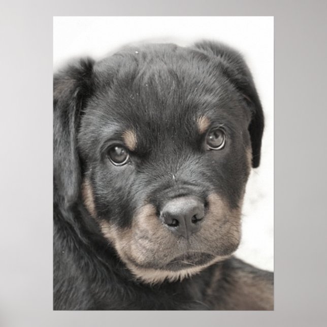 Poster de cachorrinho rottweiler (Frente)