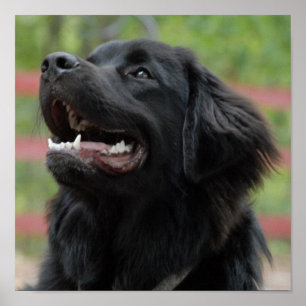 Poster de Cachorro da Terra Nova