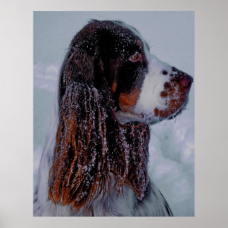 Poster de Cachorro Espanhol Springer.