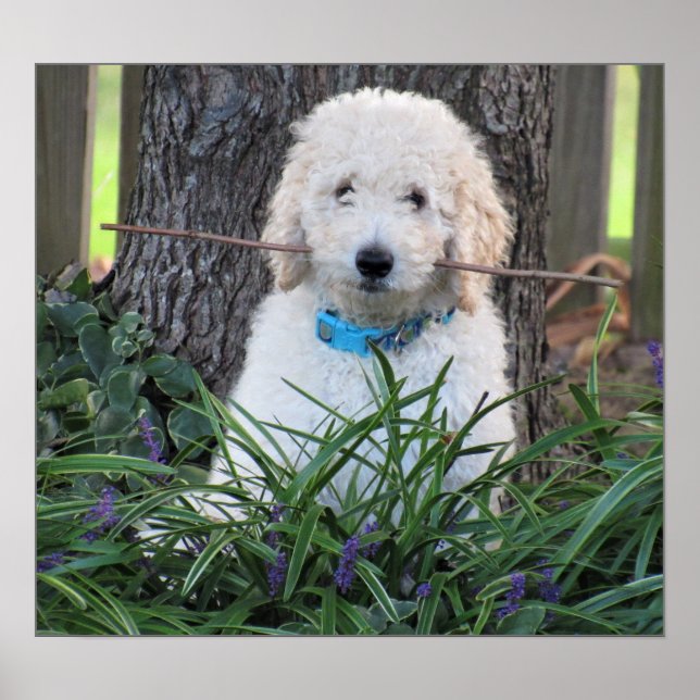 Poster de Cachorro Goldendoodle (Frente)