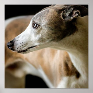 Poster de Cachorro Greyhound