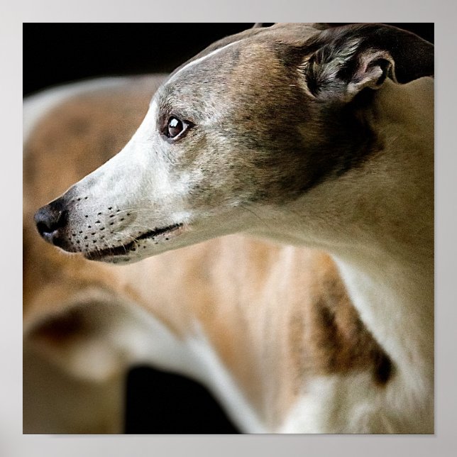Poster de Cachorro Greyhound (Frente)