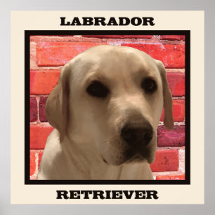 Poster de Cachorro Labrador Amarelo