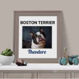 Poster de Cachorro Personalizado de Boston Terrier
