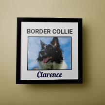 Poster de Cachorro Personalizado de Collie de Bord