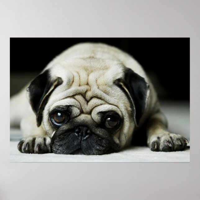 Poster de Cachorro Puppy Sad Pug (Frente)