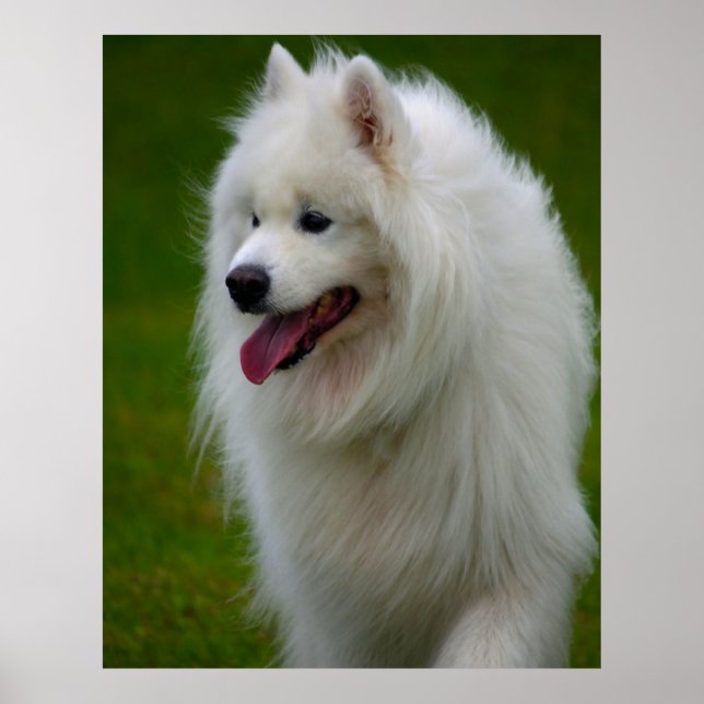 Poster de Cachorro Samoyed. (Frente)