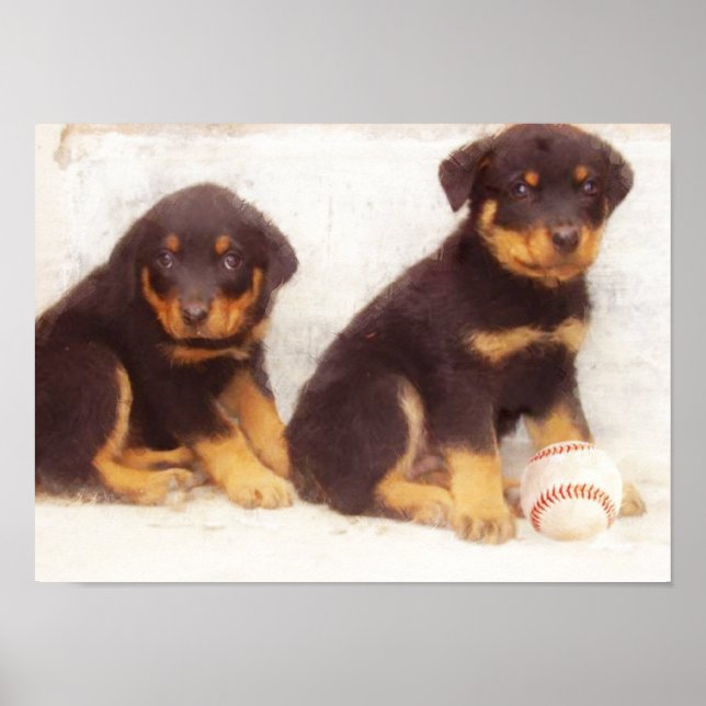 Poster de cachorros rottweiler (Frente)
