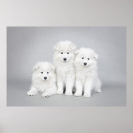 Poster de cachorros samotados
