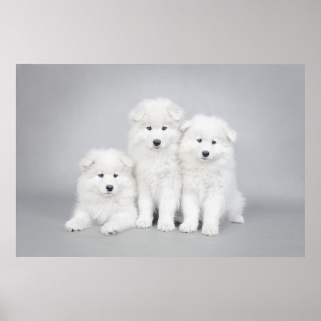 Poster de cachorros samotados (Frente)