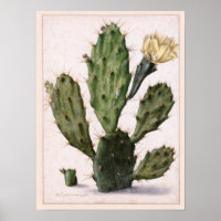 🌵 de cacto florescente