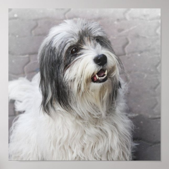 Poster de cães (Frente)