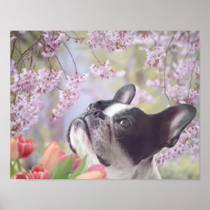 poster de cães de Boston Terrier