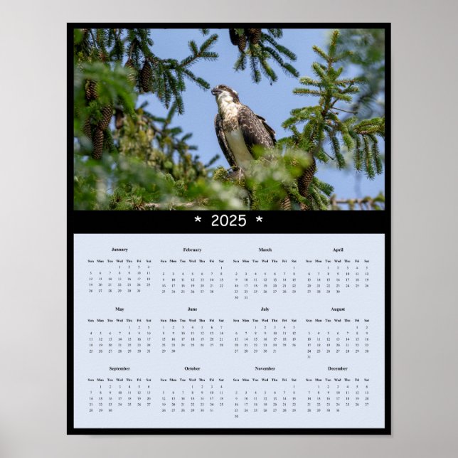 poster de Calendário Osprey Wall 2025 (Frente)
