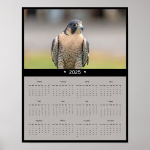 poster de Calendário Peregrine Falcon 2025