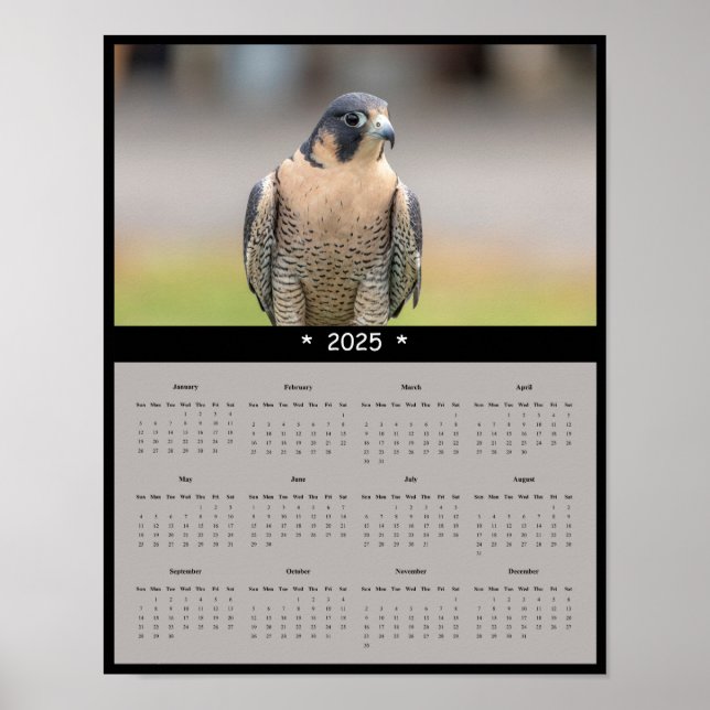 poster de Calendário Peregrine Falcon 2025 (Frente)