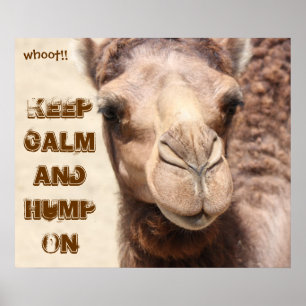 Poster de Camelo Engraçado Mantenha Calma e Hump O