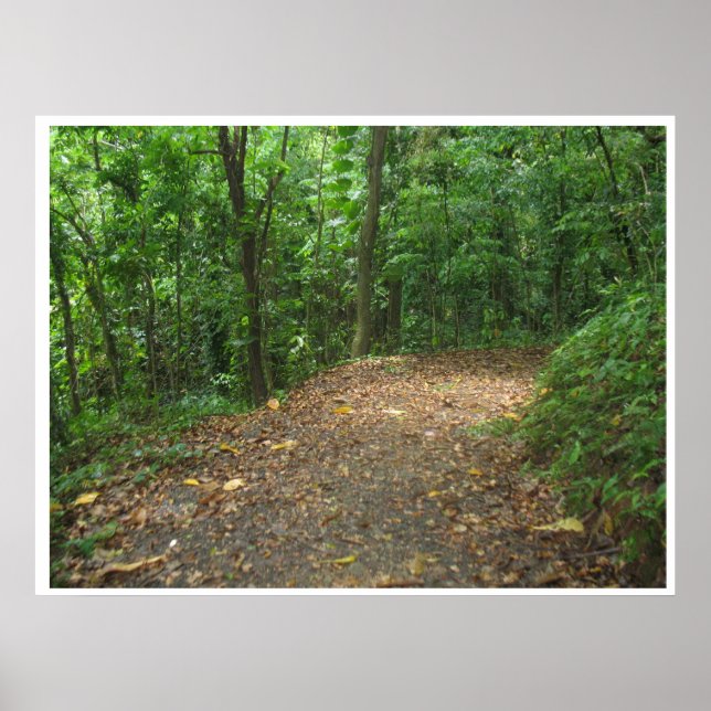 Poster de Caminho da Floresta (Frente)