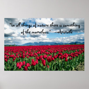 Poster de Campo das Tulipas Vermelhas