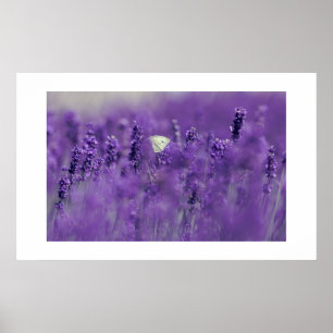 Poster de campo de lavanda
