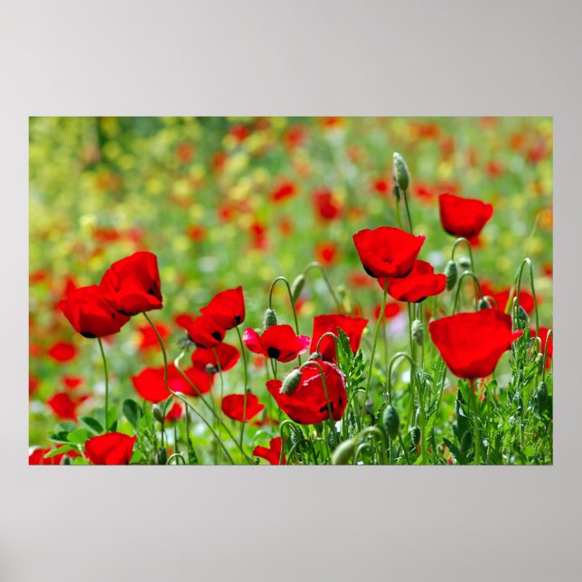 poster de campo de papoila (Frente)